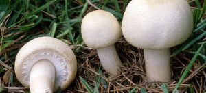 funghi prataioli